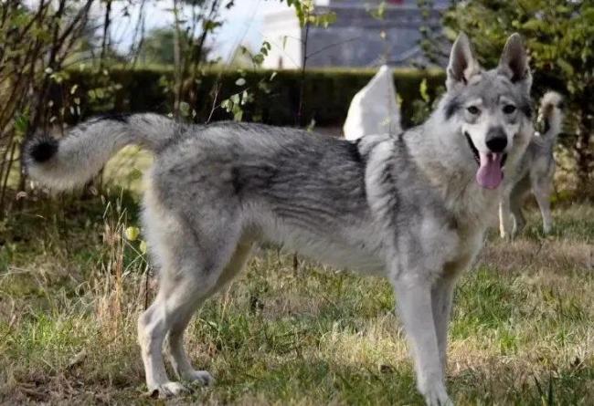 黑龙江一地回应出现野狼传闻