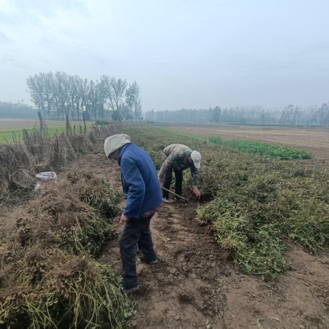 村民忙排涝 村里却在宣传禁烧秸秆