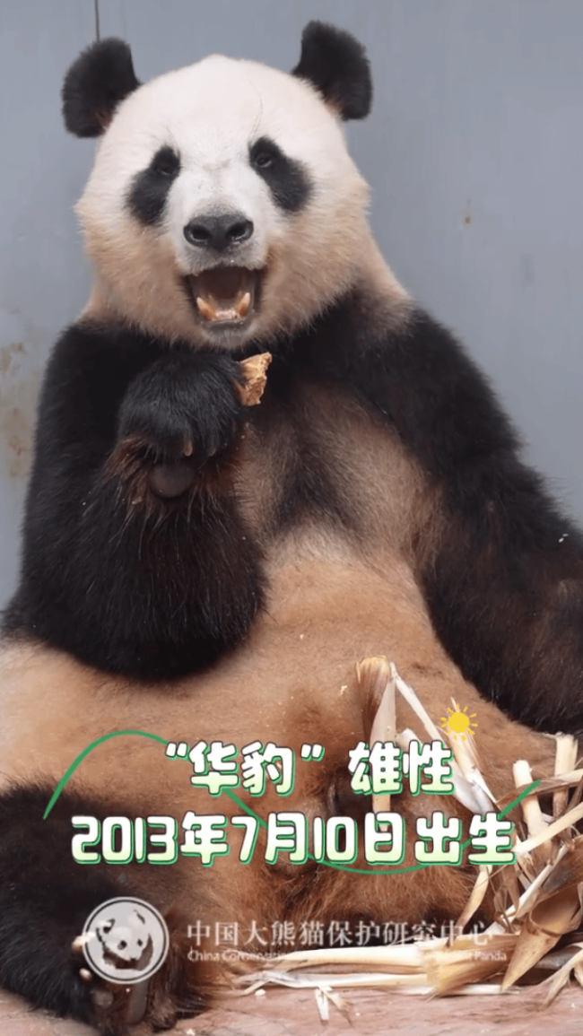 13只大熊猫入住绵阳基地 新家园迎新居民