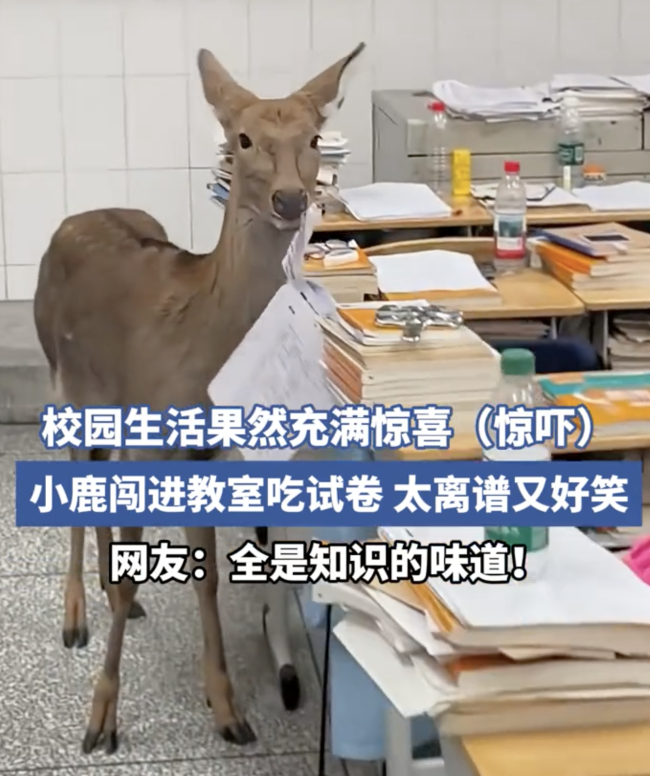 鹿跑进教室吃起了学生试卷