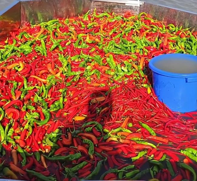 长沙多个鱼场用辣椒养鱼最爱朝天椒 独特养殖方式引关注