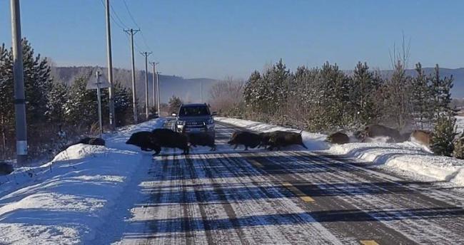 女子偶遇五六十头野猪组团横穿马路 震撼一幕引发热议