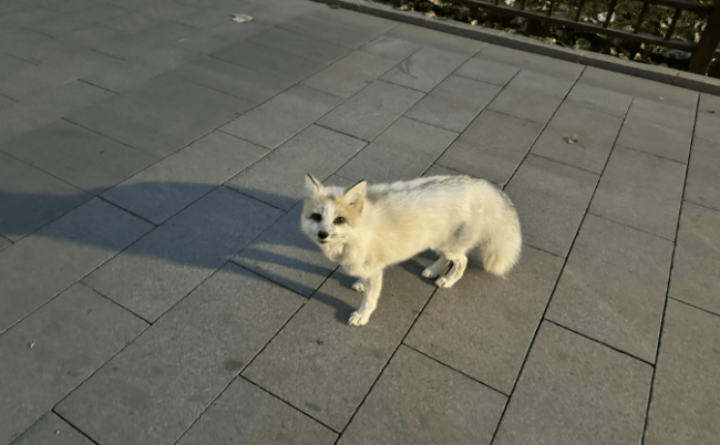 市民在通州大运河森林公园偶遇白狐