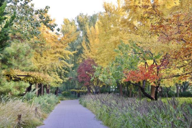 玉渊潭公园推四大打卡点 秋色斑斓画卷