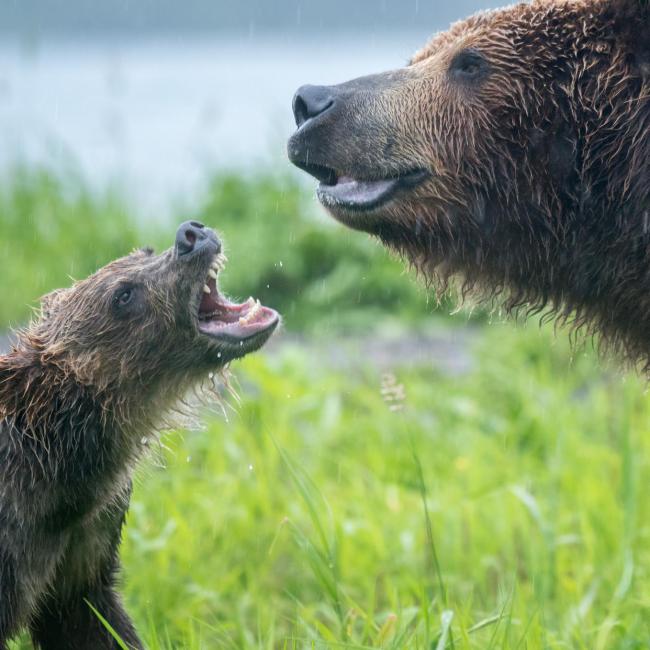日本熊袭击数据 致死人数创历史新高