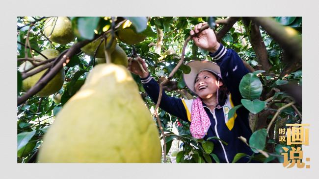 時(shí)政畫(huà)說(shuō)丨柚見(jiàn)豐年