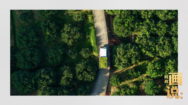 時(shí)政畫說丨柚見豐年