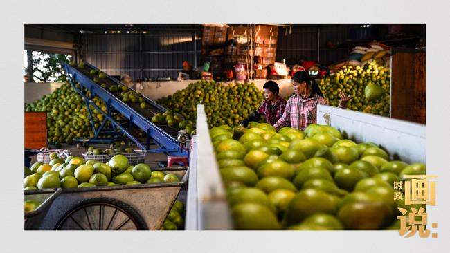 時(shí)政畫說丨柚見豐年