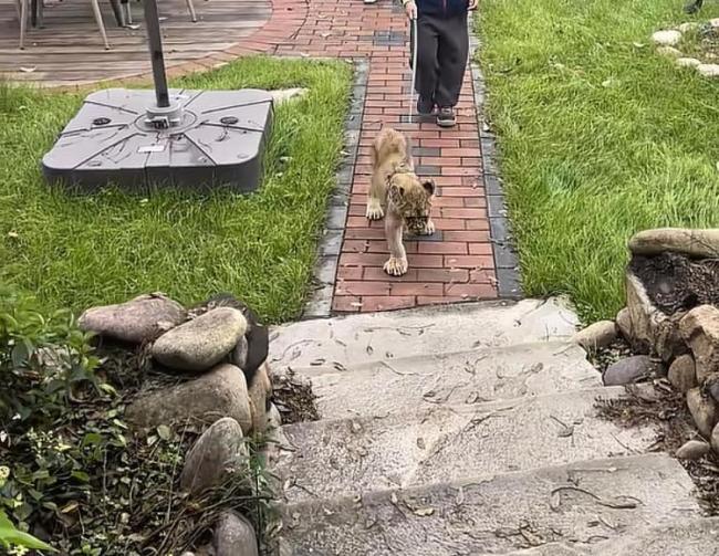 酒店提供小狮子叫醒服务 628元一晚 萌狮互动引关注