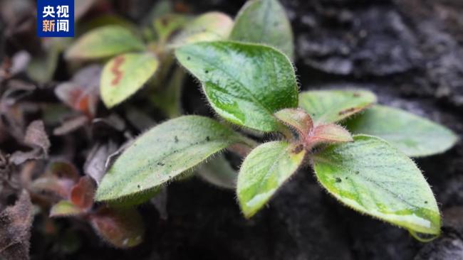 首次发现!极危植物“红头索”长这样