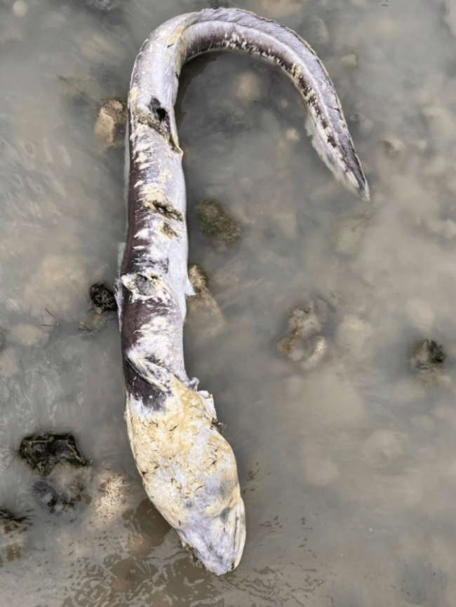 英国海边出现巨型“海怪” 康吉鳗引发热议