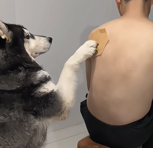 主人贴膏药够不着后背 让狗子来帮忙