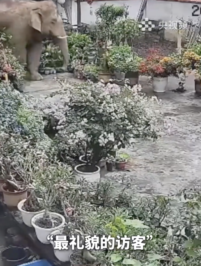 只逛不拆礼貌退场 大象界素质担当 零破坏操作圈粉无数
