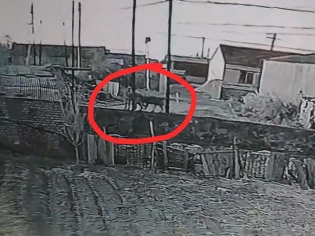 警方回应17只羊被不明生物咬死 疑似狼踪迹引发猜测