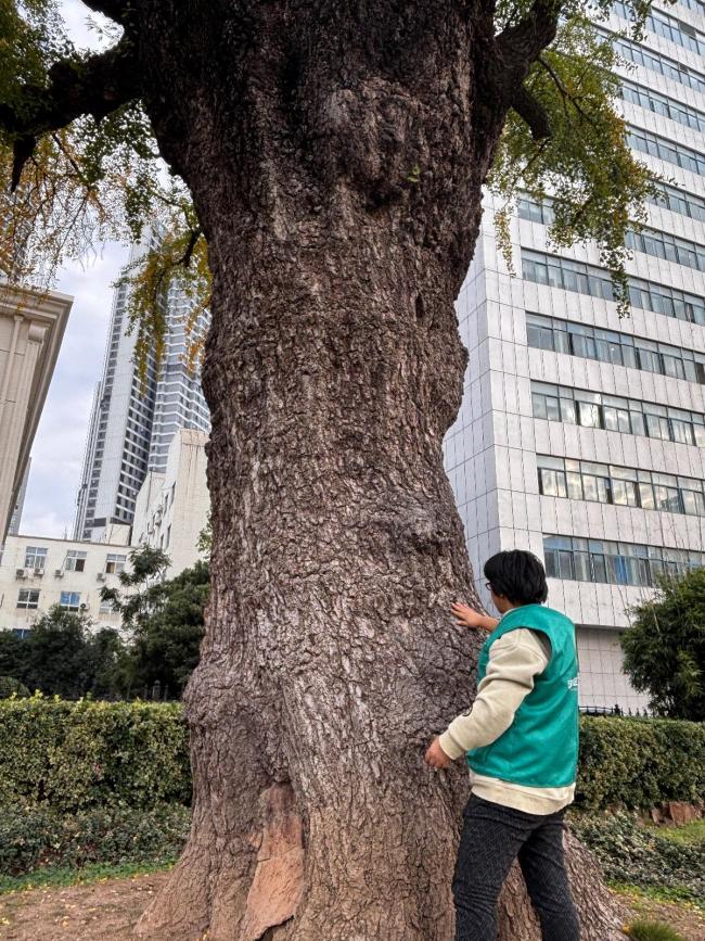 武汉546岁汉阳树提前“换金装”，金黄近三成，低温天气持续一周将迎来最佳观赏期