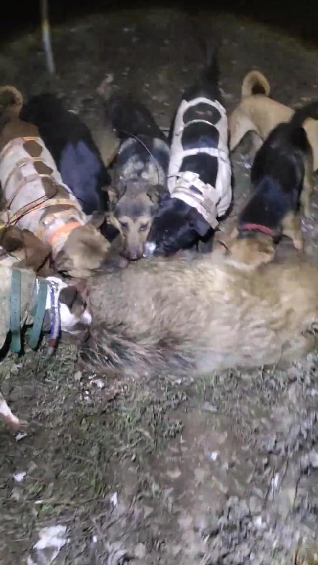 甘肃12条猎犬围捕野猪4条牺牲 护农队损失惨重