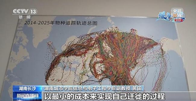 科学家发现斑尾塍鹬能穿越超强台风，它为何能不吃不喝连气儿飞完1.3万公里