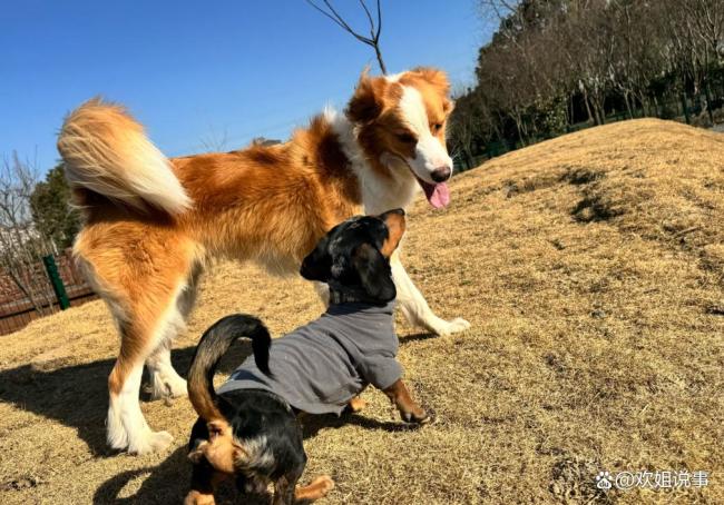 还原入侵住宅狗主被反杀过程 正当防卫之争