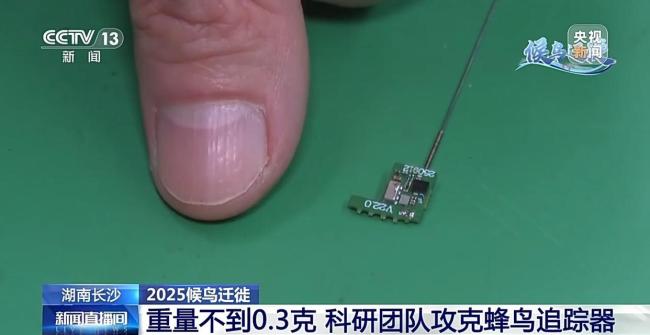 科学家发现斑尾塍鹬能穿越超强台风，它为何能不吃不喝连气儿飞完1.3万公里