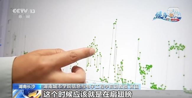 科学家发现斑尾塍鹬能穿越超强台风，它为何能不吃不喝连气儿飞完1.3万公里