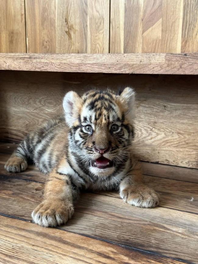 女子认养东北虎 被隐瞒死讯2个多月 园方迟报引发质疑