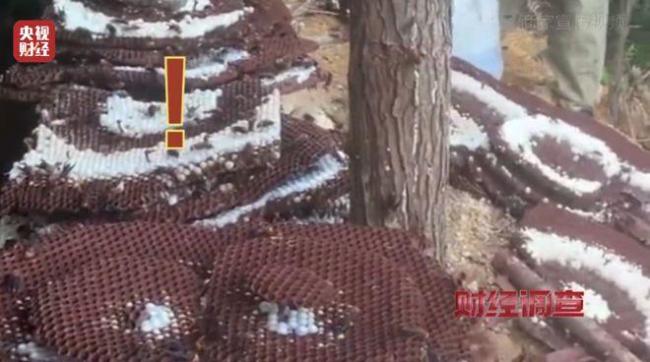 “杀人蜂”遭滥养 有人赚得盆满钵满 总台曝光