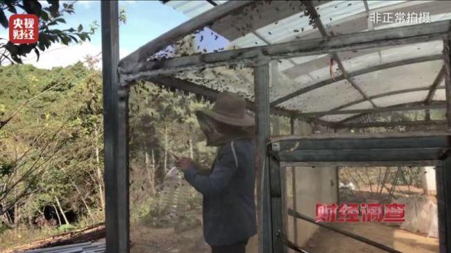 “杀人蜂”遭滥养 有人赚得盆满钵满 总台曝光