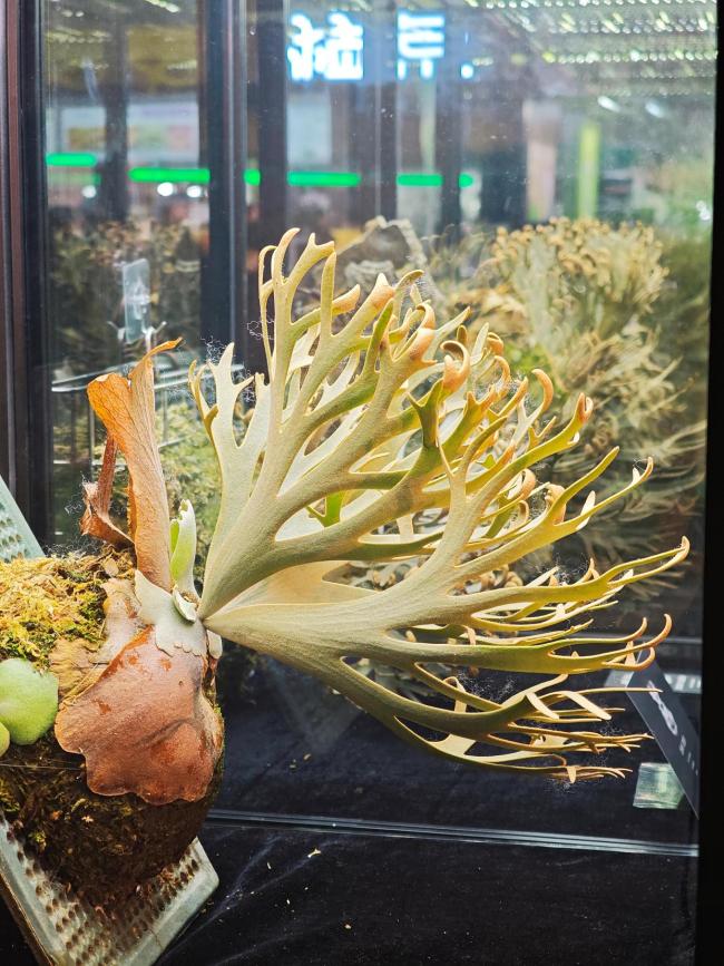 年轻人热捧的“带锦热植”是什么 独特叶色引领潮流