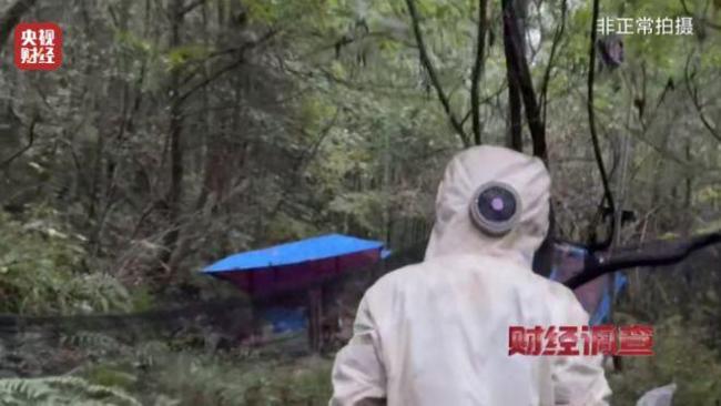 “杀人蜂”遭滥养 有人赚得盆满钵满 总台曝光