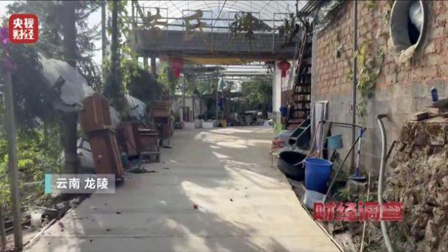 “杀人蜂”遭滥养 有人赚得盆满钵满 总台曝光