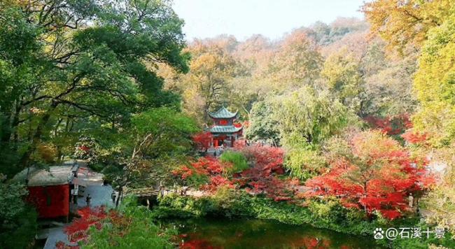 岳麓山景区红枫银杏进入最佳观赏期 秋日画卷待你来赏