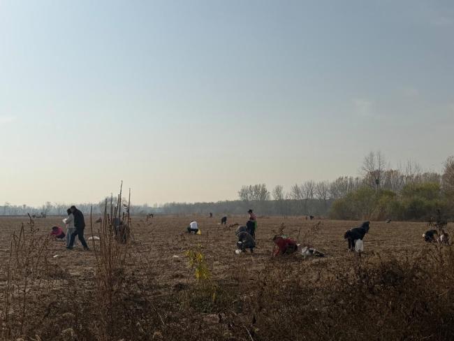 京郊能免费捡菜为假消息 博主发帖引误导