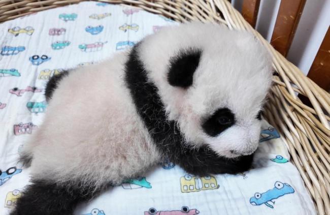 上海大熊猫“龙凤胎”名字揭晓 市民票选结果公布