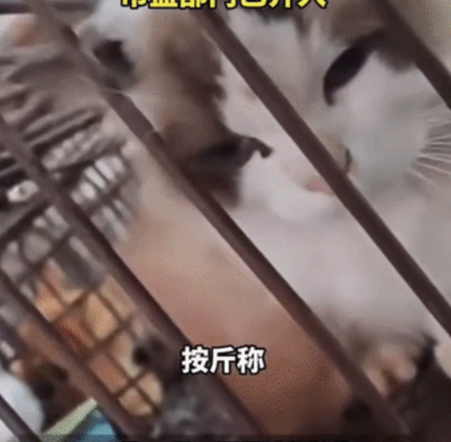 市场管理人员回应商户现宰活猫出售 当地习俗引发争议