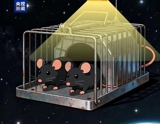 4只航天鼠已完成“超长加班”回到地球，吃上超大果冻，视频画面公布 太空生活揭秘
