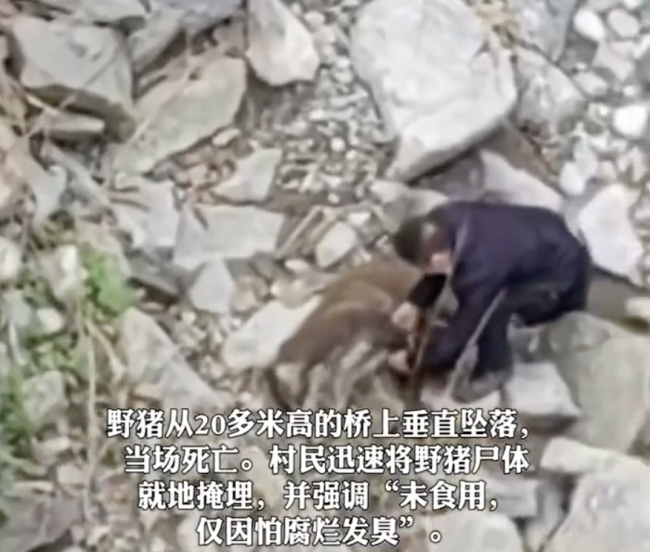 重庆一野猪遭前后夹击选择跳桥坠亡 求生之路被封死