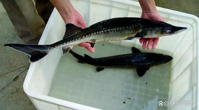 男子江边误钓疑似中华鲟立马放生 国宝级鱼类惊现水域