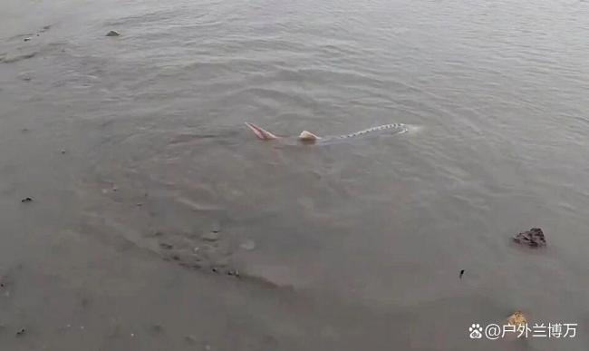 男子江边误钓疑似中华鲟立马放生 国宝级鱼类惊现水域