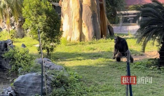 南宁动物园：网红黑猩猩正在戒烟 纠正不良习惯