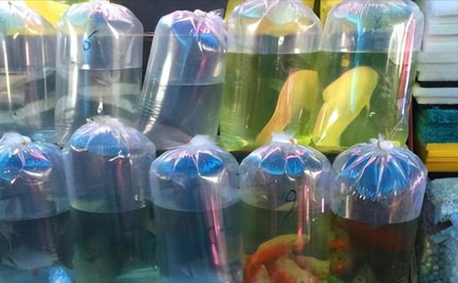 网友网购50条观赏鱼到货只有一袋水 加热包“好心办坏事”