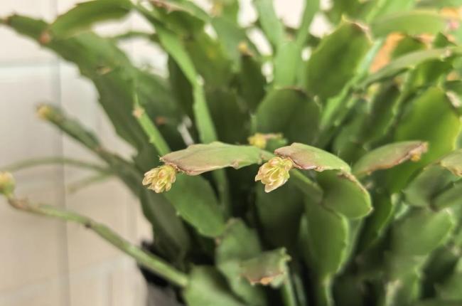 阿姨养2年的蟹爪兰，供暖后“爆出上千花苞”，天呐，太棒了 花开富贵喜气洋洋