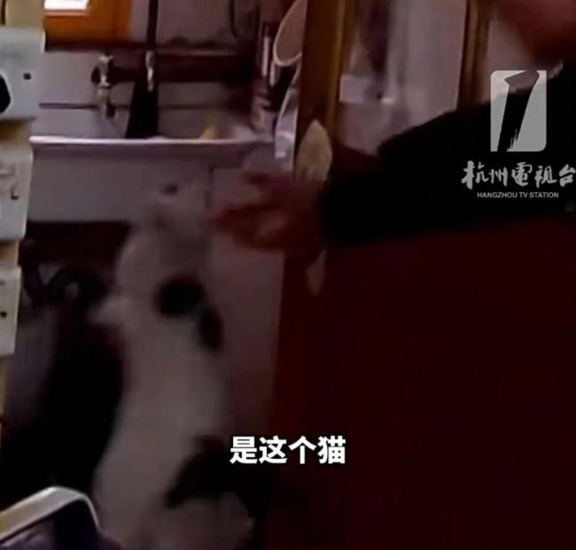 猫咪用敲击声回应民警救下主人