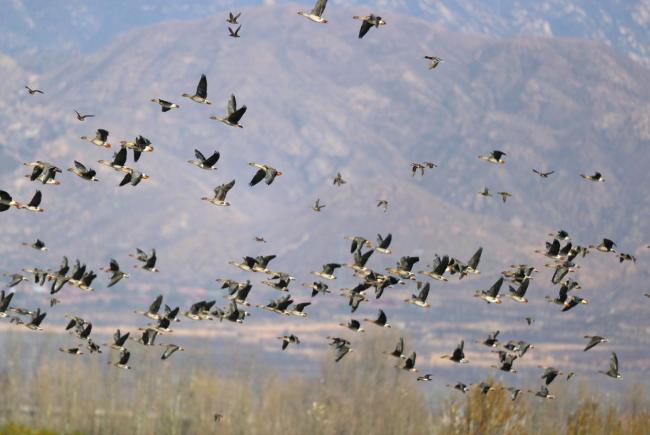 “聪明鸟”一路绕过不利天气！官厅水库迎候鸟迁徙小高峰 天鹅灰鹤齐现身