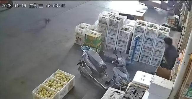 被悬赏3000元的走失灰鹦鹉已飞回 意外归来主人惊喜