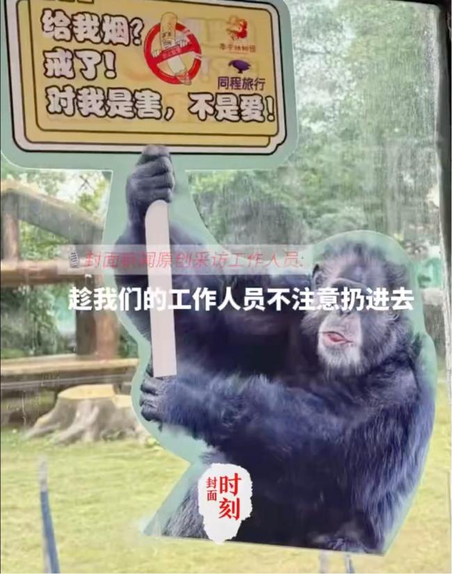 南宁动物园黑猩猩正在戒烟 纠正不良习惯