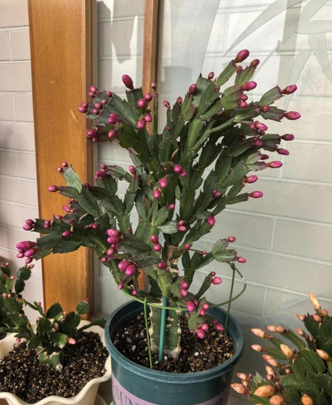 阿姨养2年的蟹爪兰，供暖后“爆出上千花苞”，天呐，太棒了 花开富贵喜气洋洋