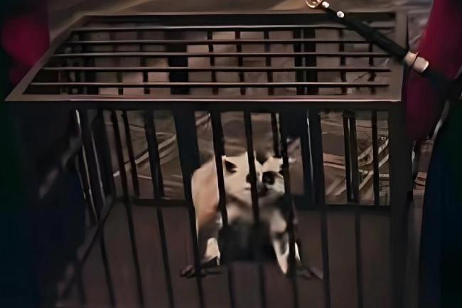 细数《唐诡》三部曲中的16个异兽 古籍幻化奇幻生灵