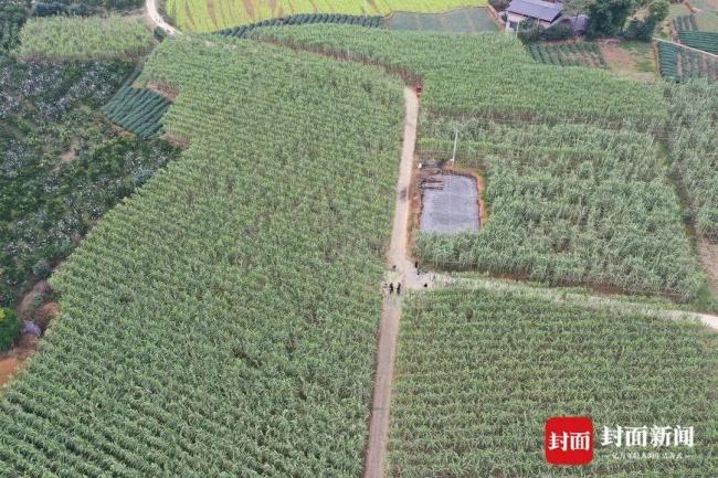 9.9元偷甘蔗老板日入近万 创意活动引爆客流