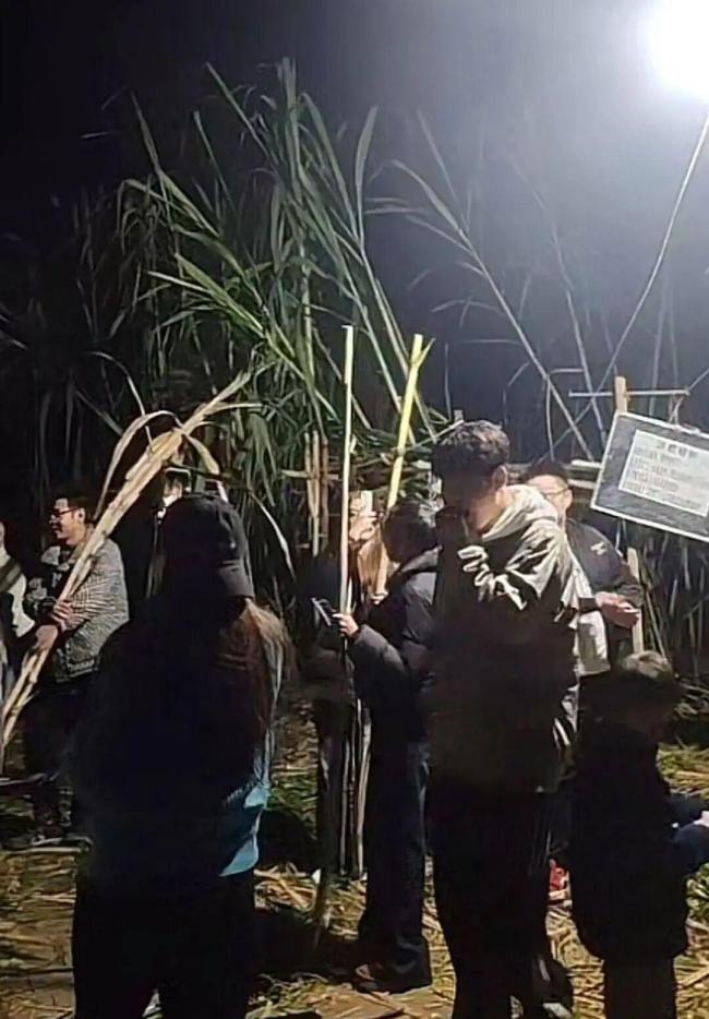 眉山“偷甘蔗”活动爆火 增设入场费仍游客激增