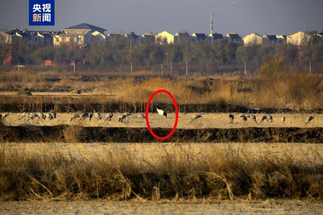 寧夏記錄到丹頂鶴野外活動蹤跡